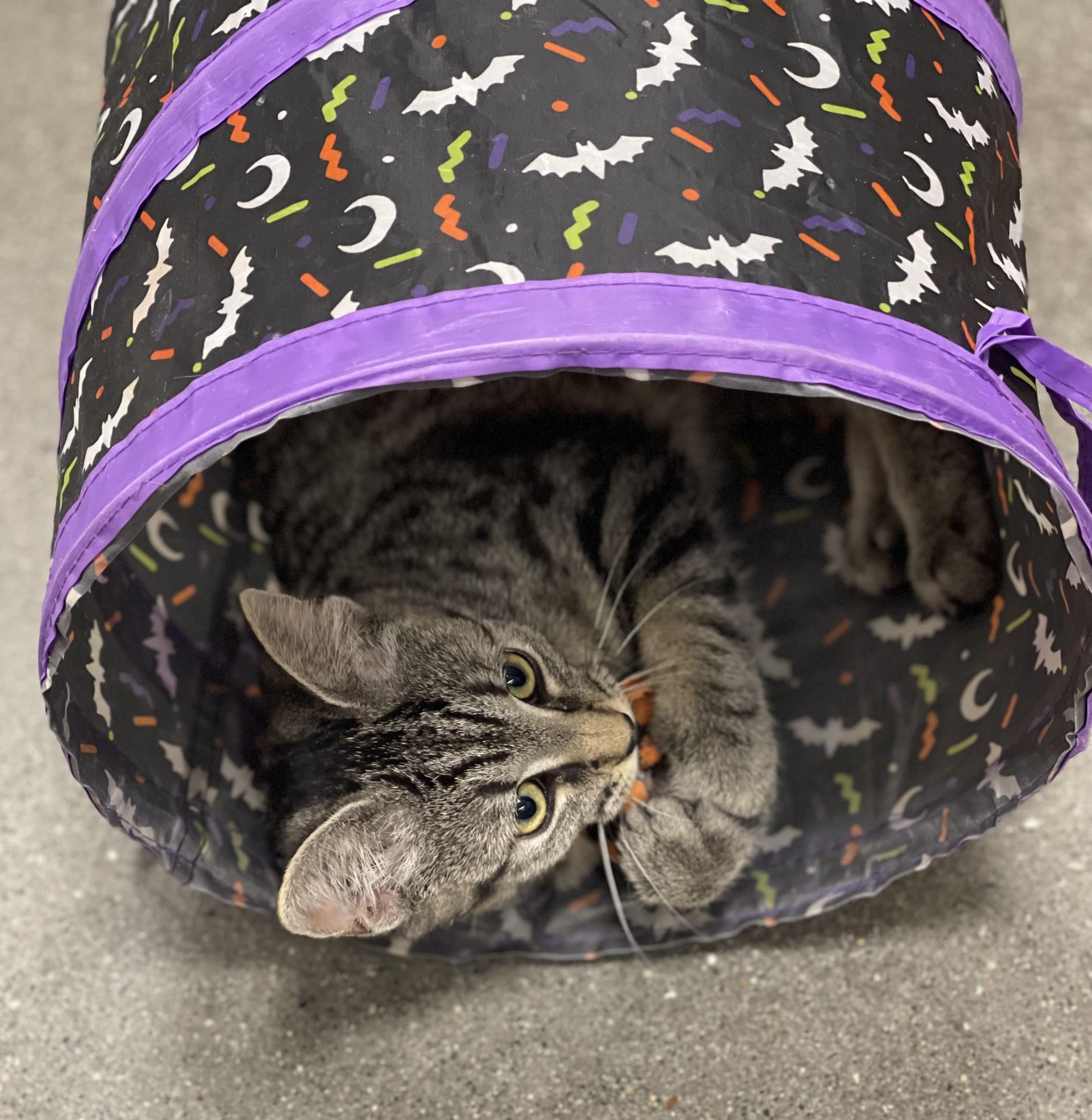 Enlarge Uel, The Notorious C.A.T., a Adoptable mixed breed in Reynoldsburg, OH image 2/3