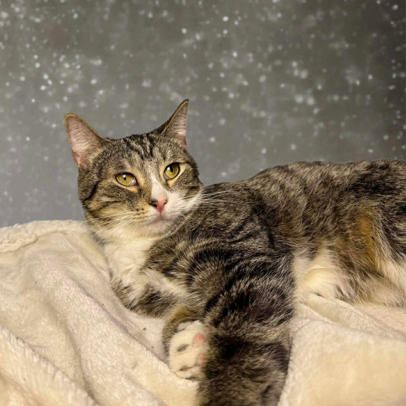 Zenrelia, adoptable, Young Female Domestic Short Hair & Tabby.
