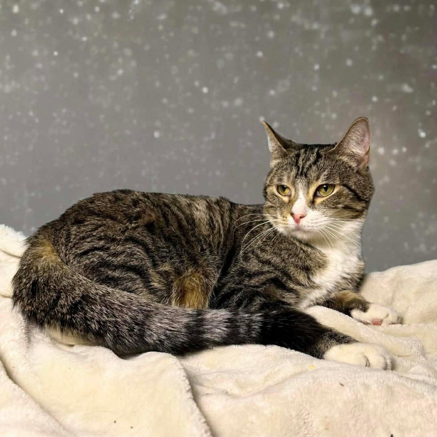 Zenrelia, an adoptable mixed breed in Greensburg, PA image 3/5
