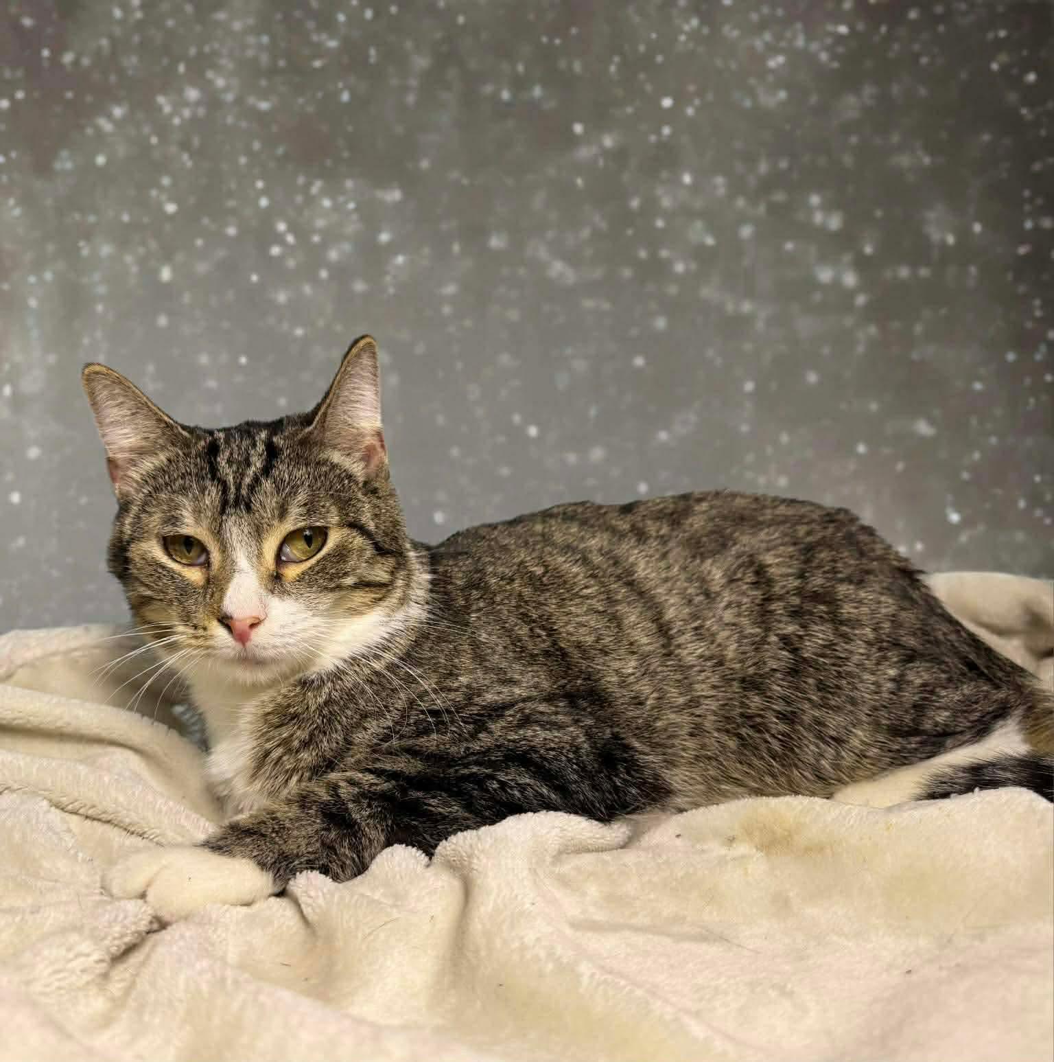 Zenrelia, an adoptable mixed breed in Greensburg, PA image 4/5