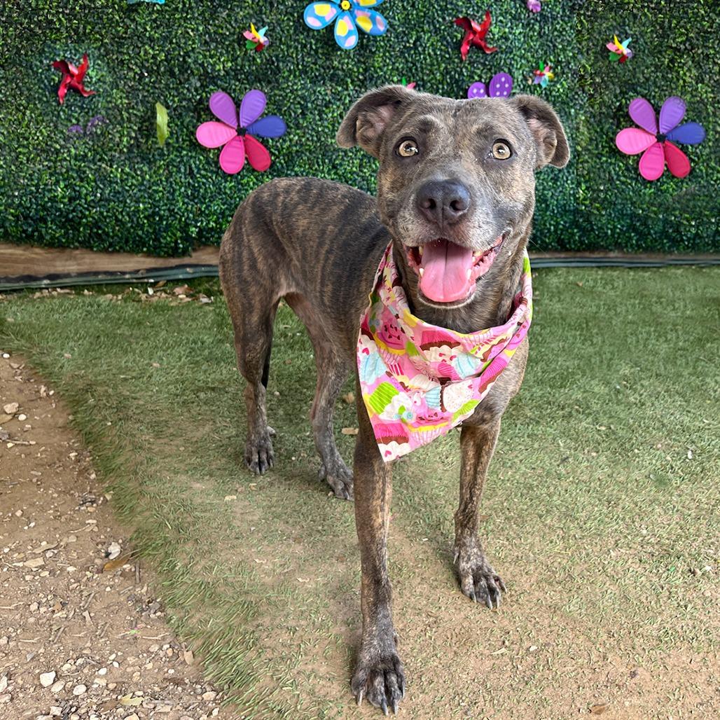 Micky, Adoptable, Adult Female Staffordshire Bull Terrier.