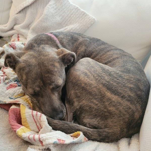 Micky, a Adoptable mixed breed in Austin, TX image 3/6