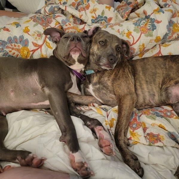 Micky, a Adoptable mixed breed in Austin, TX image 4/6