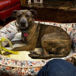 Micky, a Adoptable mixed breed in Austin, TX image 6/6