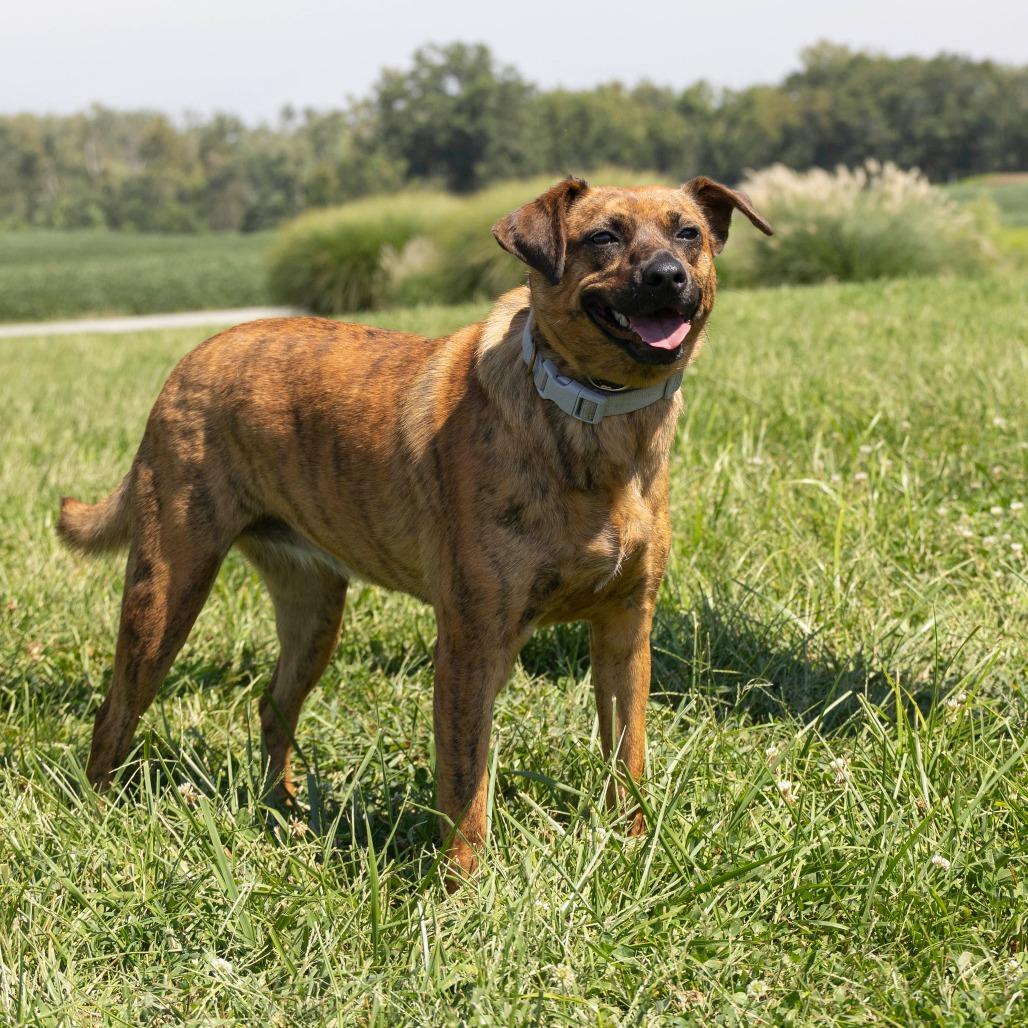 Maia FKA Brenda, Adoptable, Adult Female Mixed Breed.