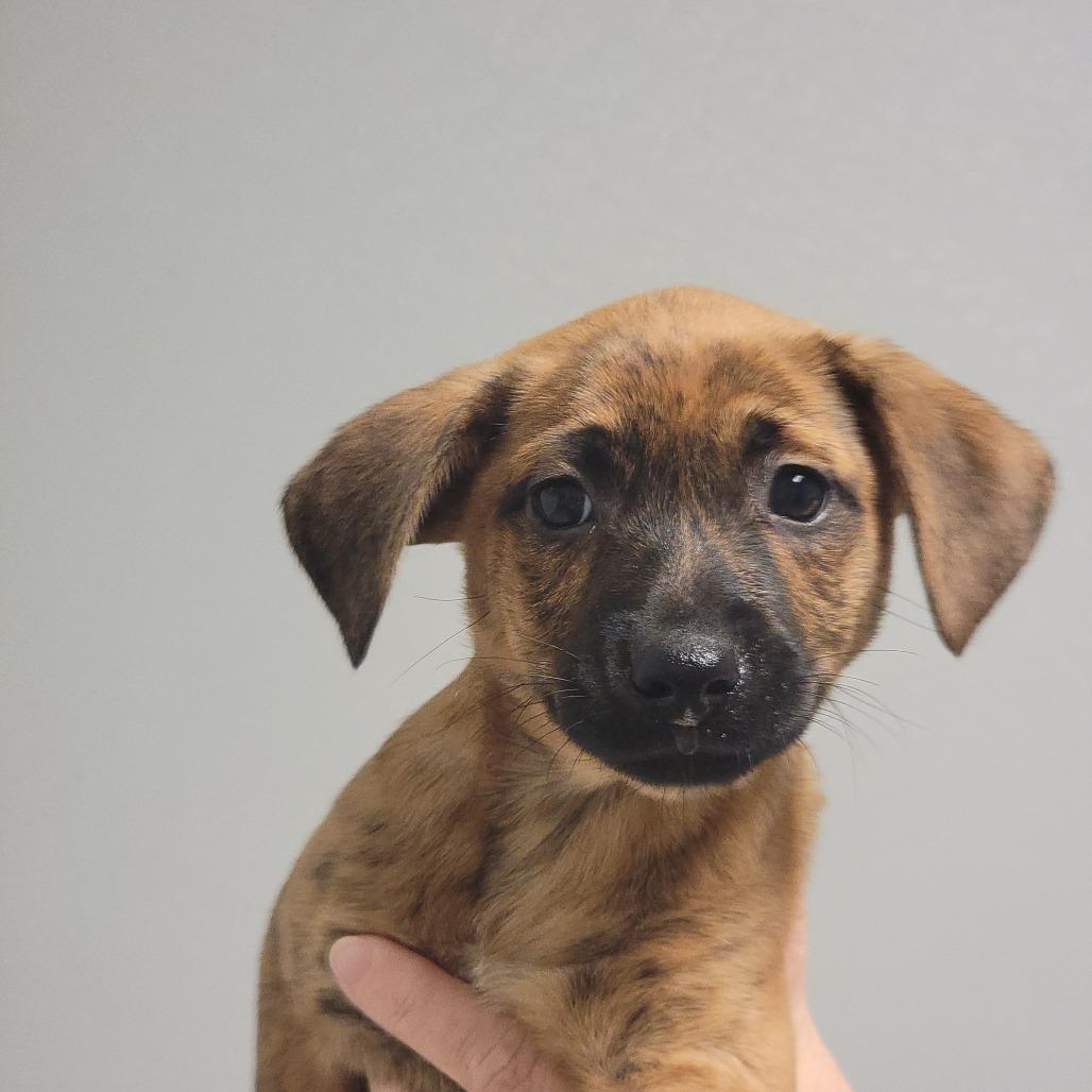 Enlarge Maia FKA Brenda, a Adoptable Mixed Breed in Troy, IL image 2/3