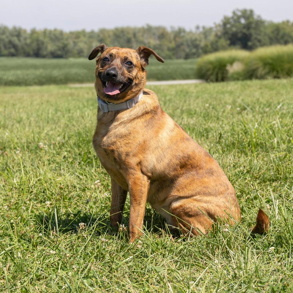 Enlarge Maia FKA Brenda, a Adoptable Mixed Breed in Troy, IL image 3/3