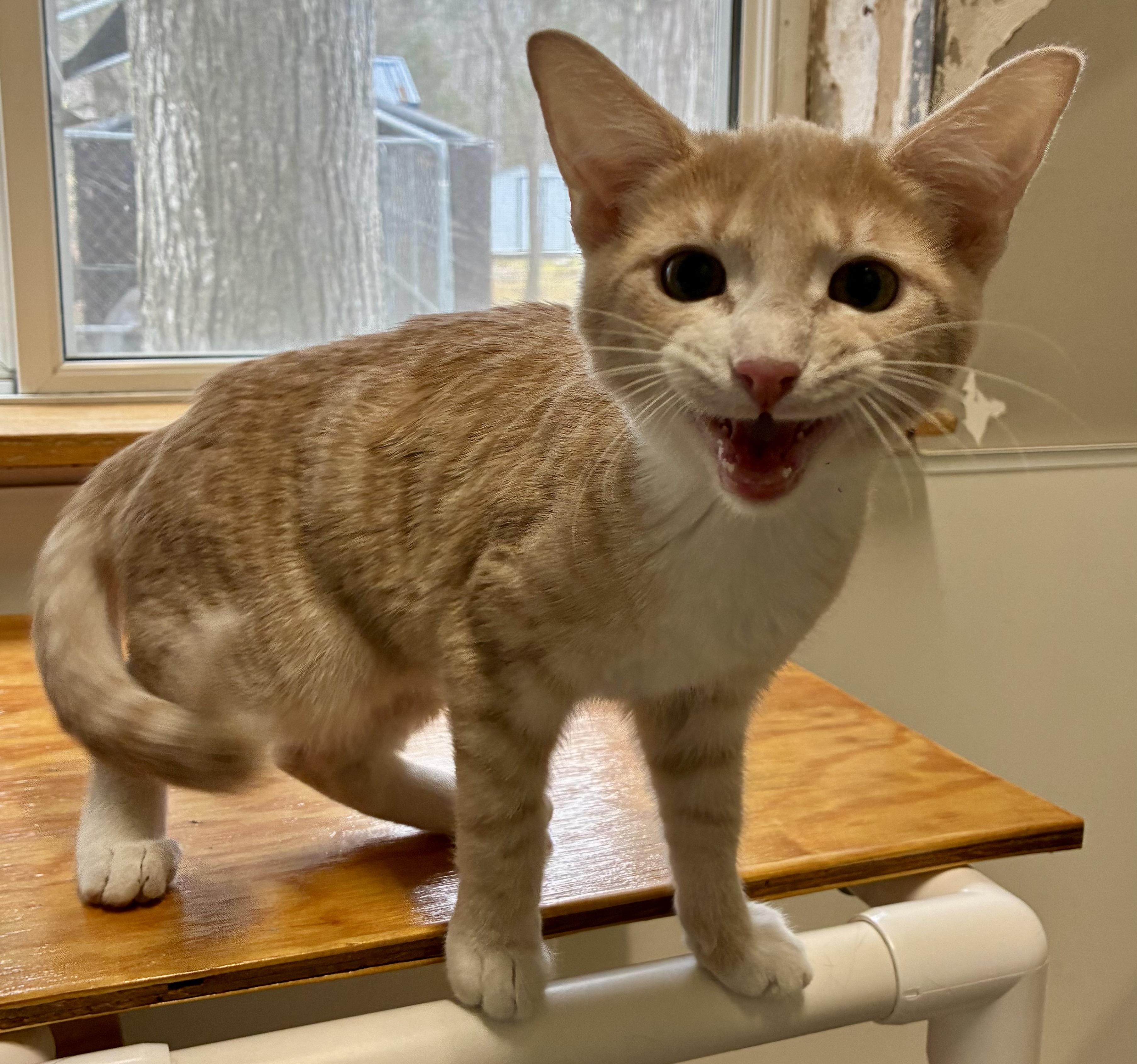 Enlarge DILL, a ADOPTABLE Domestic Short Hair in Louisa, KY image 2/2