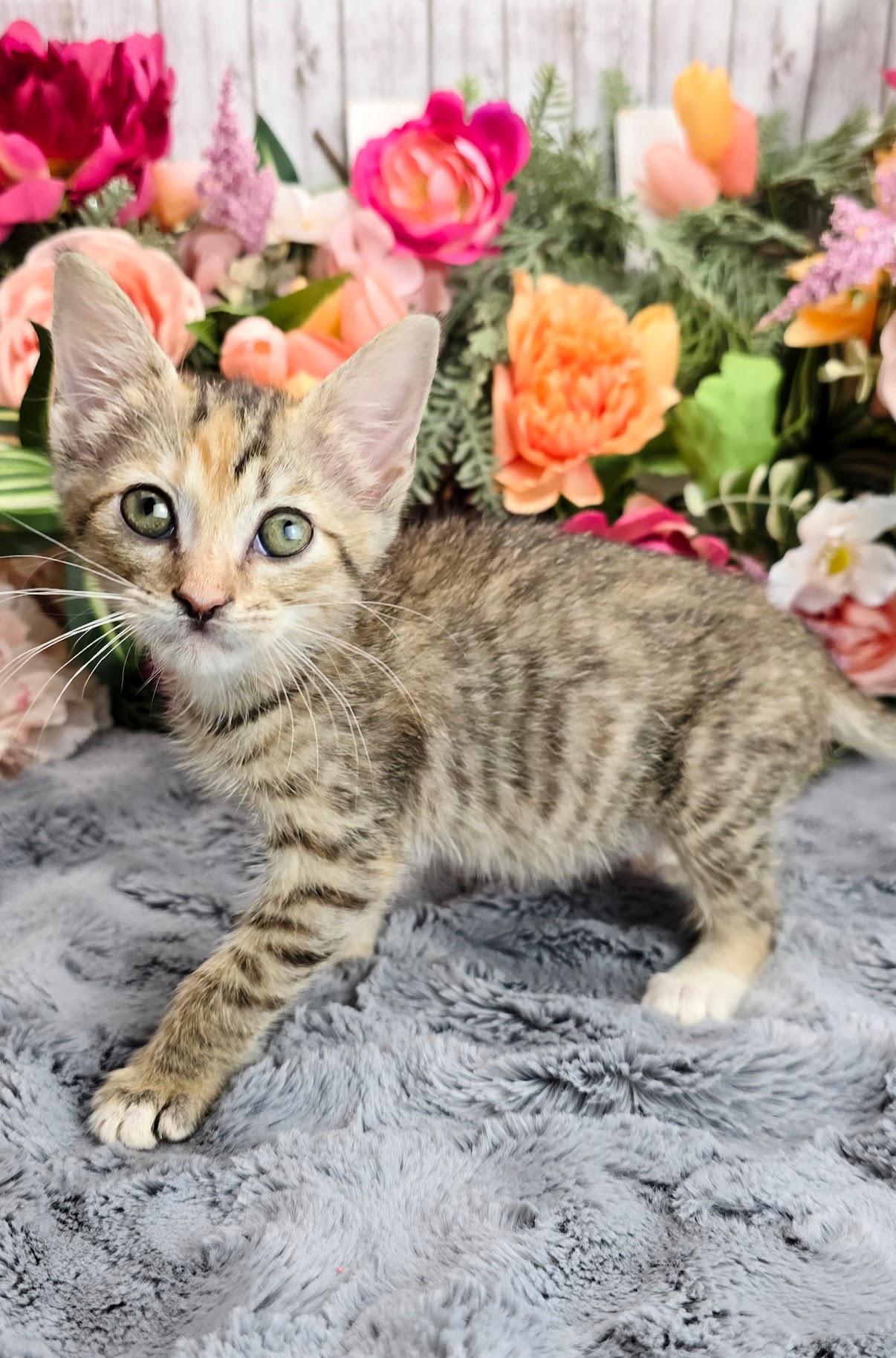 Cherry, a Adoptable Domestic Short Hair in Parsippany, NJ image 3/4