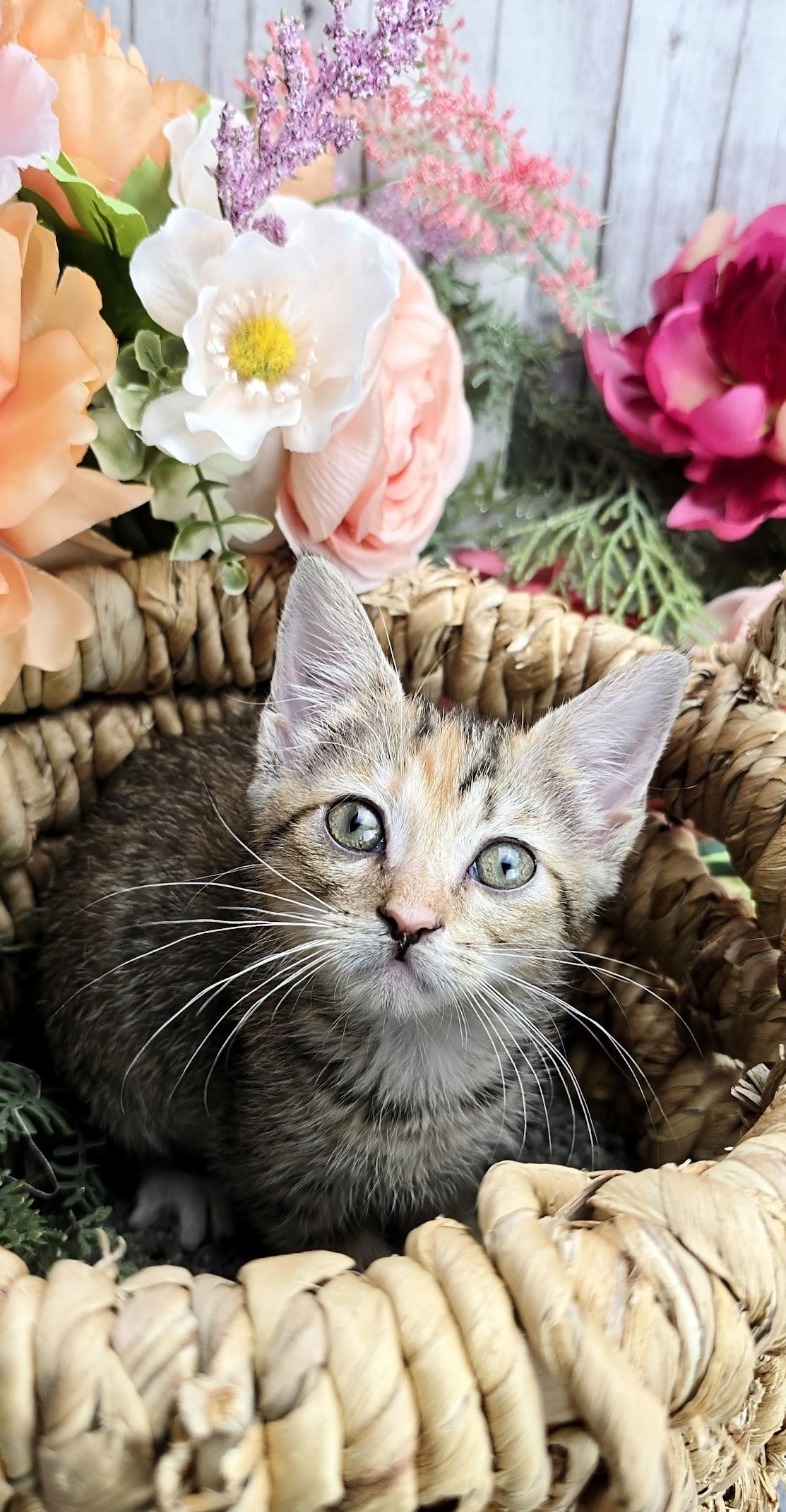 Cherry, a Adoptable Domestic Short Hair in Parsippany, NJ image 4/4