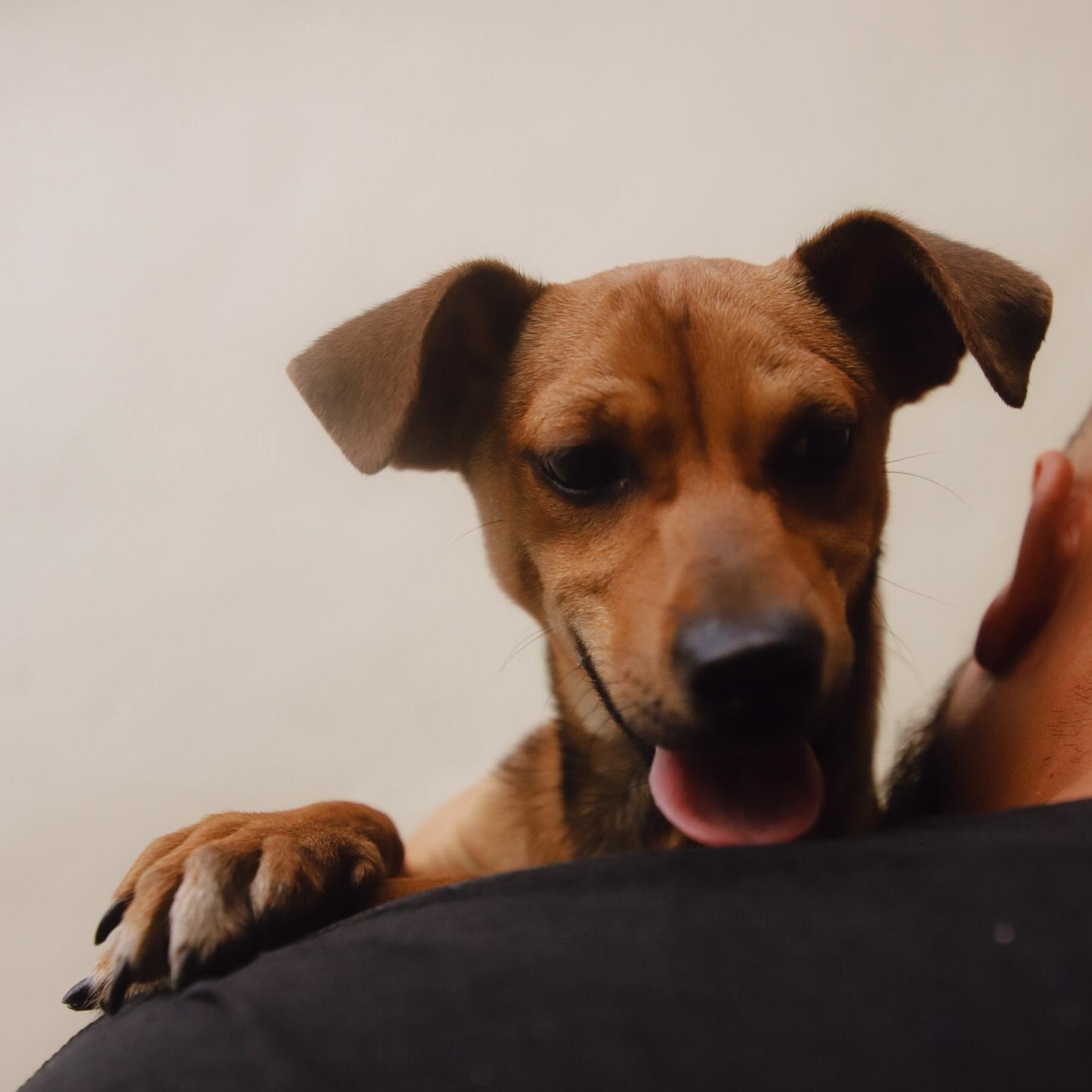 Enlarge Ceiba, a Adoptable mixed breed in San Juan, PR image 1/4