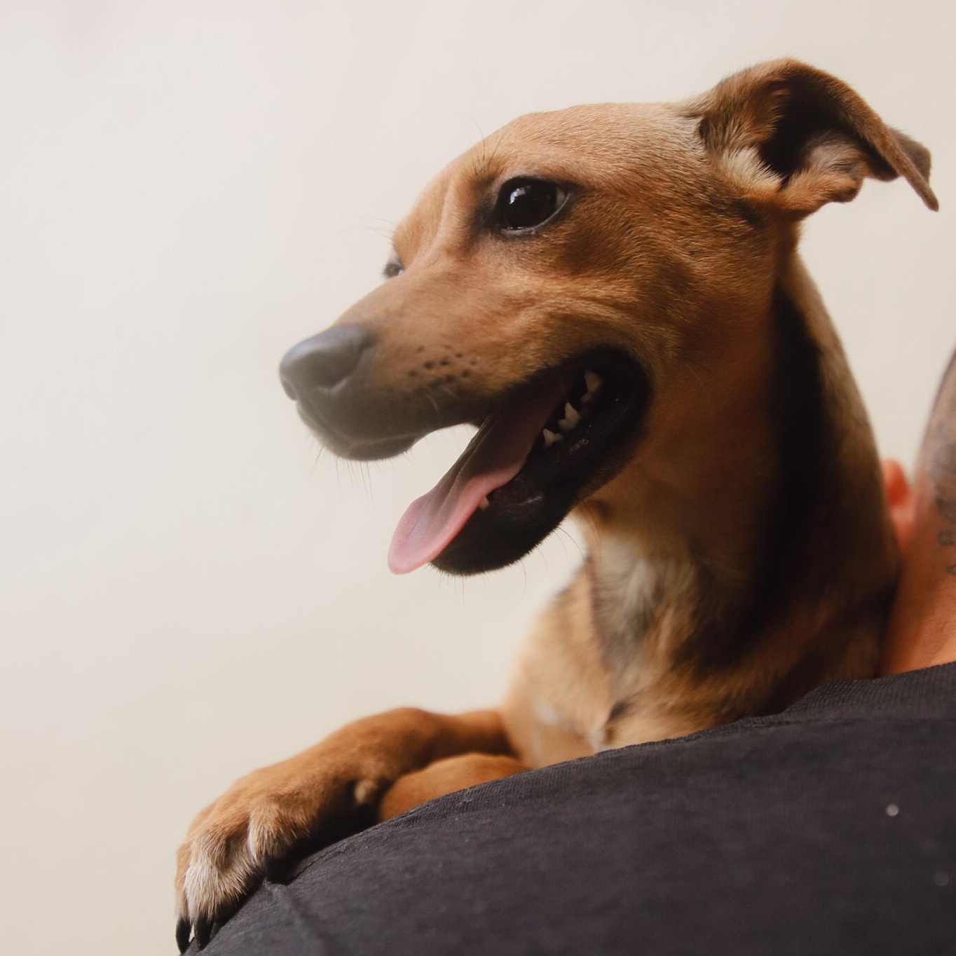Enlarge Ceiba, a Adoptable mixed breed in San Juan, PR image 2/4