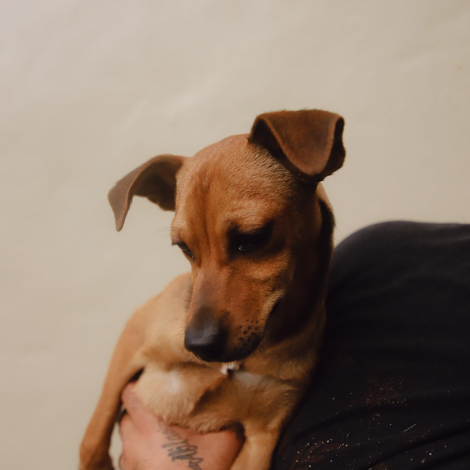 Enlarge Ceiba, a Adoptable mixed breed in San Juan, PR image 3/4