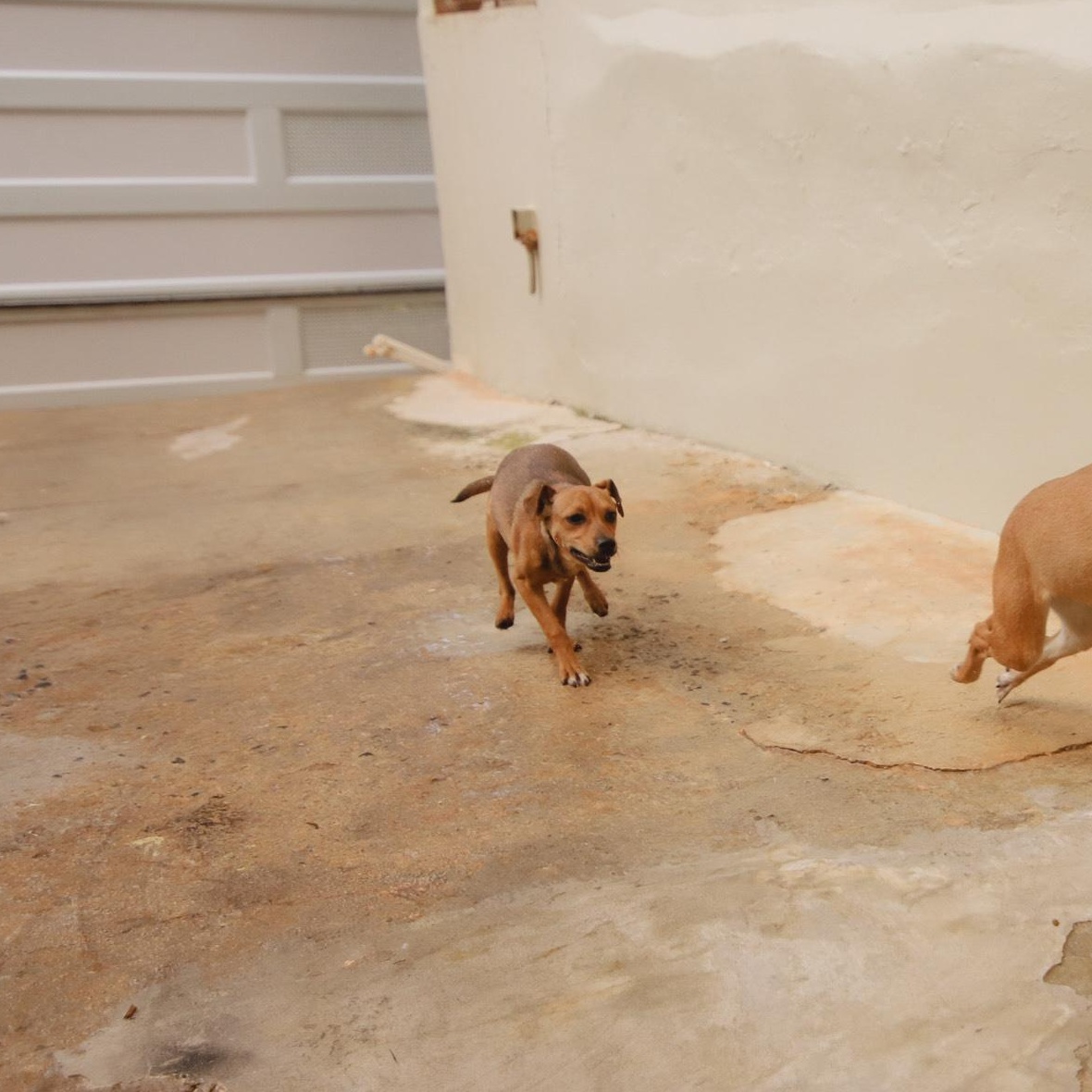 Ceiba, Adoptable, Puppy Female Mixed Breed.