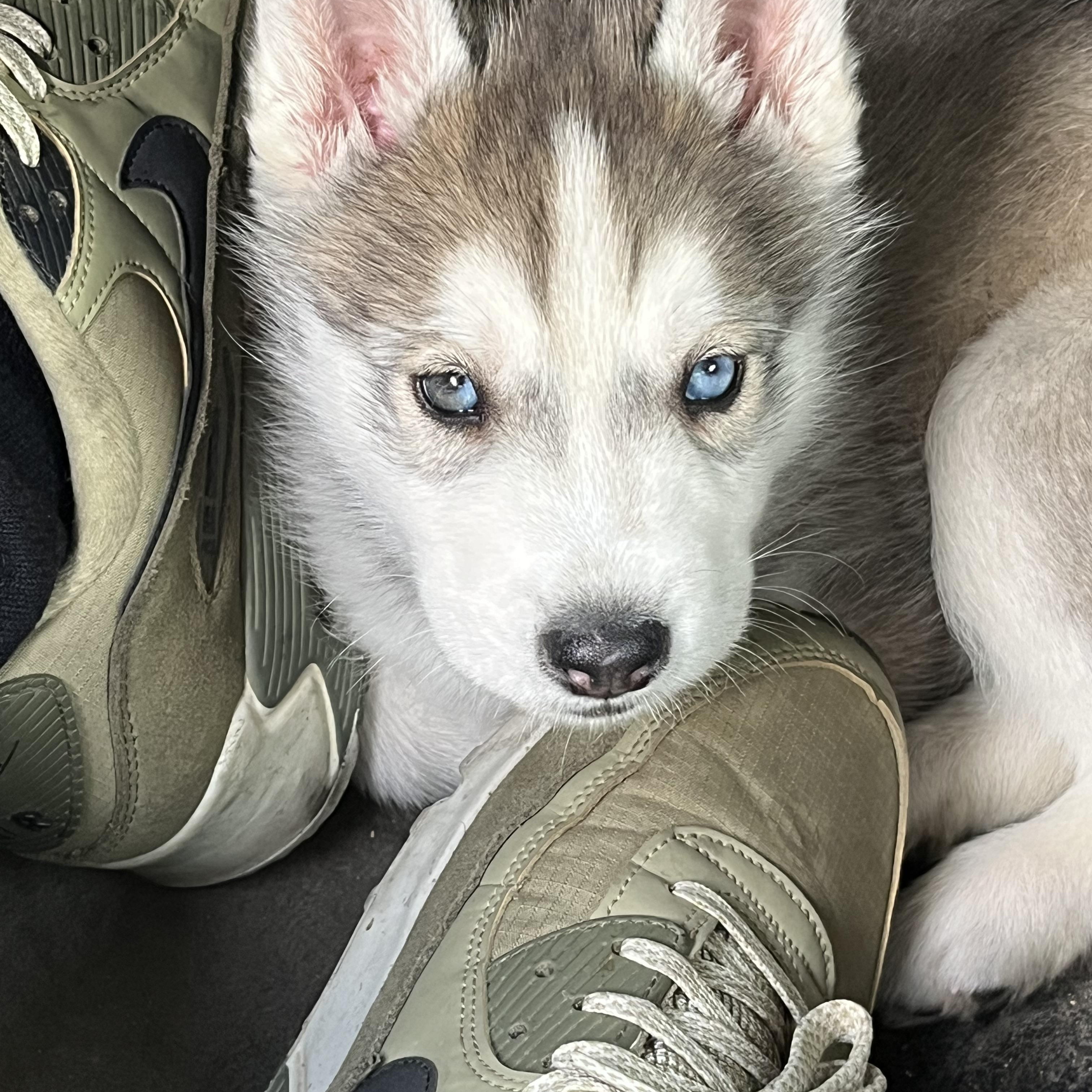 Available for Adoption Shadow Husky Rescue Inc