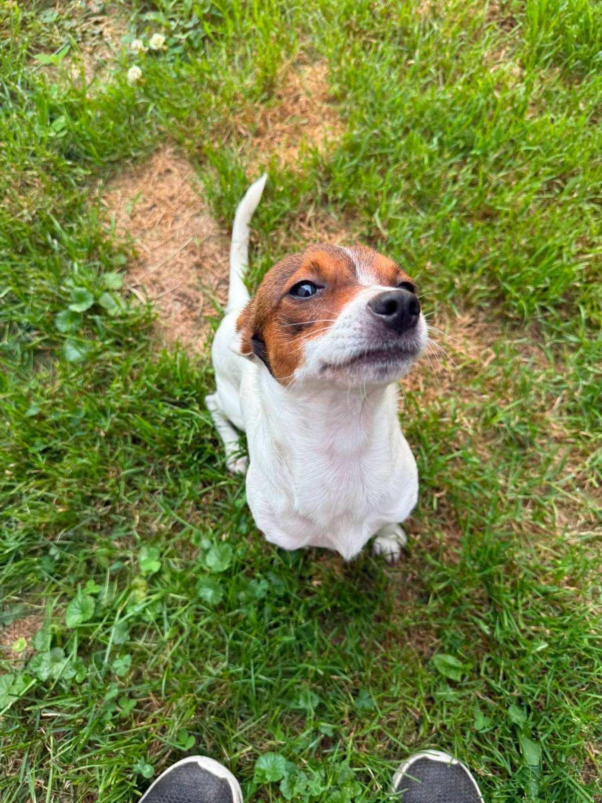 Barney, an adopted mixed breed in Salamanca, NY image 3/4
