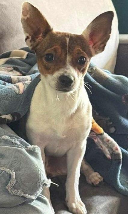 Barney, an adopted mixed breed in Salamanca, NY image 2/4