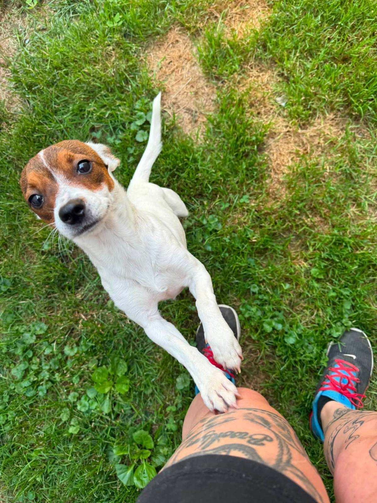 Barney, an adopted mixed breed in Salamanca, NY image 1/4