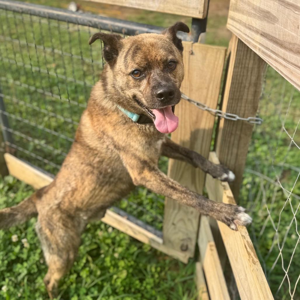 Enlarge Ed, a Adoptable Mixed Breed in Fredericksburg, VA image 1/2
