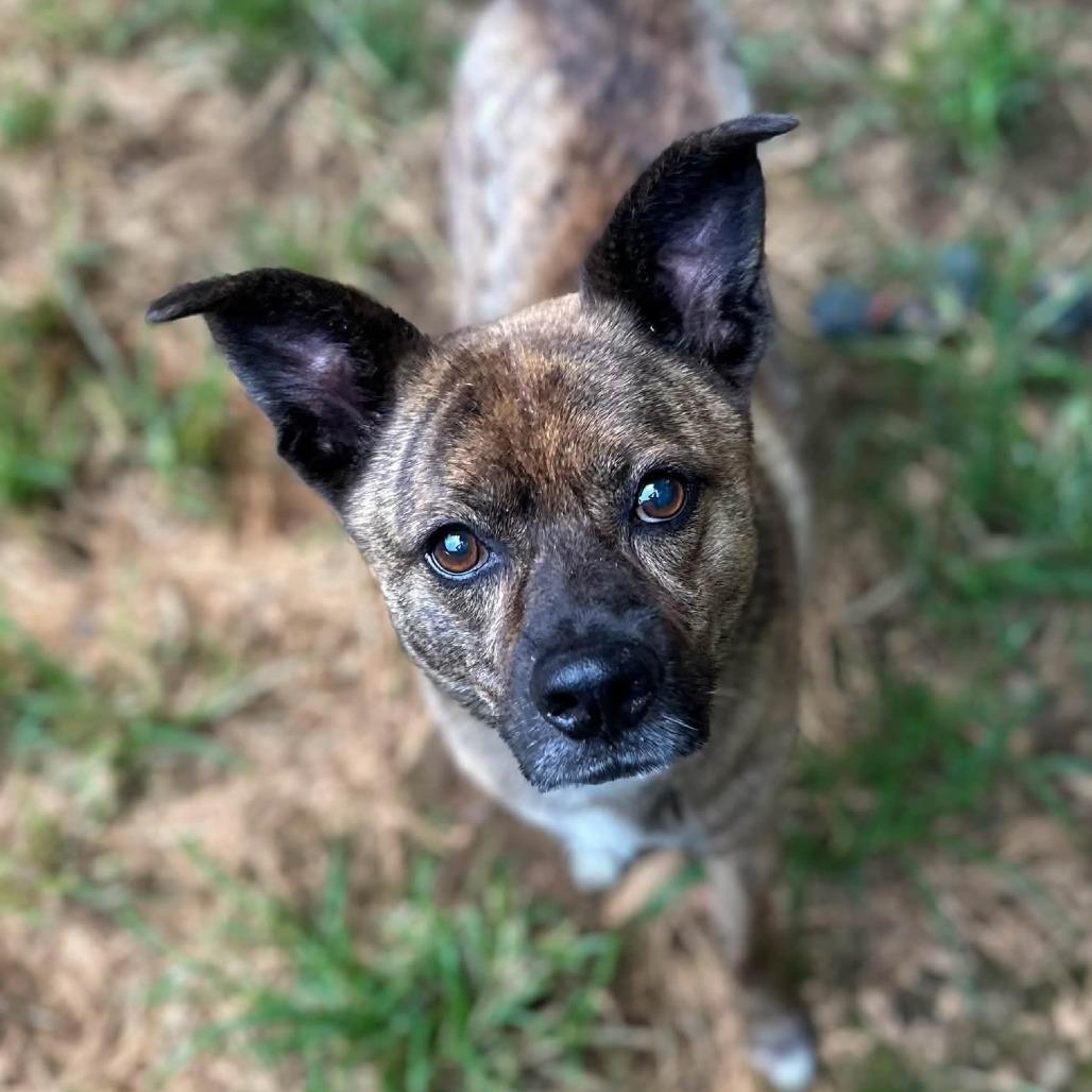 Enlarge Ed, a Adoptable Mixed Breed in Fredericksburg, VA image 2/2