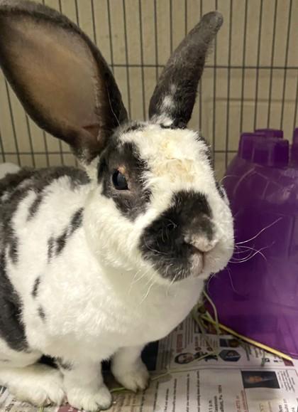 Marcello, Adoptable, Senior Male Rex & Bunny Rabbit.