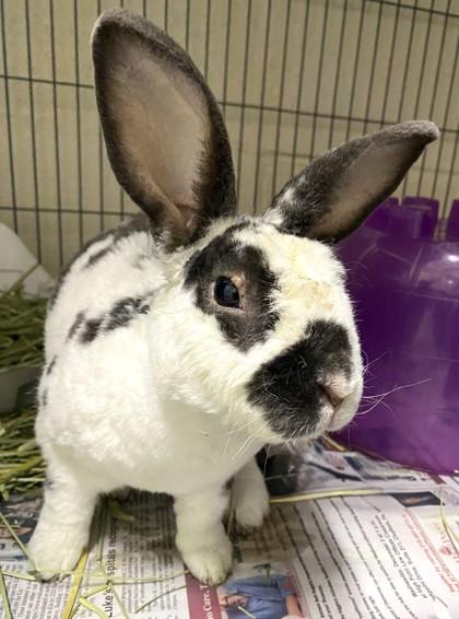 Enlarge Marcello, a Adoptable mixed breed in New Hope, PA image 2/3