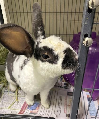 Enlarge Marcello, a Adoptable mixed breed in New Hope, PA image 3/3