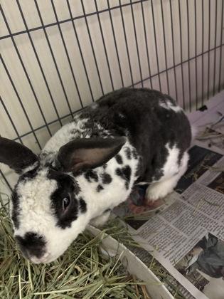 Marcello, Adoptable, Senior Male Rex & Bunny Rabbit.