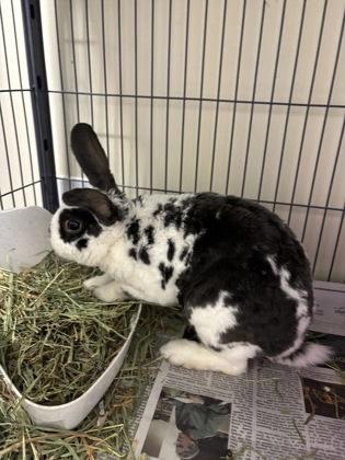 Enlarge Marcello, a Adoptable mixed breed in New Hope, PA image 2/2