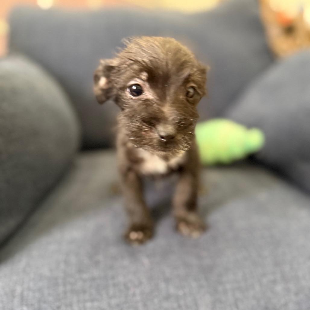 Baxter, Adoptable, Young Male Terrier & Mixed Breed.