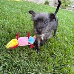 Enlarge Baxter, a Adoptable mixed breed in Sacramento, CA image 2/5