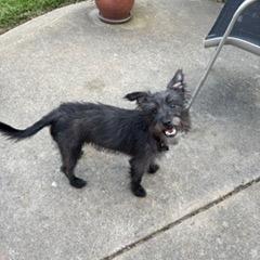 Enlarge Baxter, a Adoptable mixed breed in Sacramento, CA image 3/5