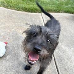 Enlarge Baxter, a Adoptable mixed breed in Sacramento, CA image 4/5