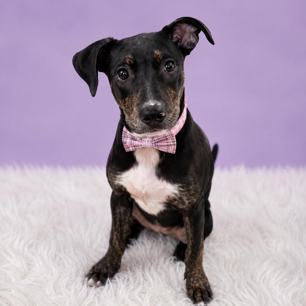 Rosie Posie, Adoptable, Young Female Mixed Breed & Mixed Breed.