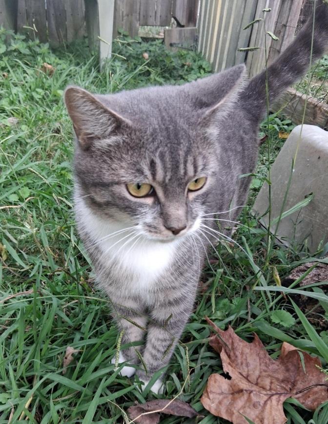 Emmett, Adoptable, Adult Male Domestic Medium Hair.