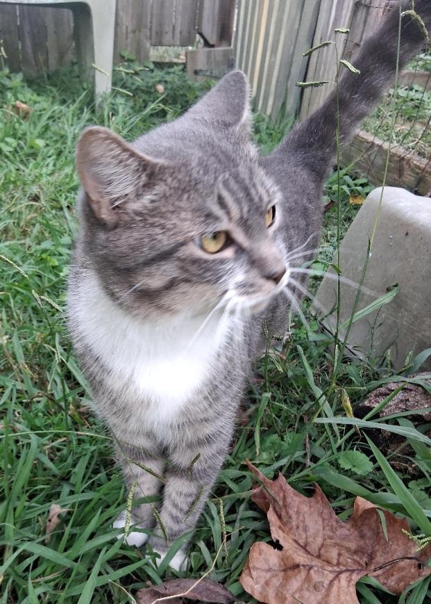 Enlarge Emmett, a Adoptable Domestic Medium Hair in Chattanooga, TN image 2/2