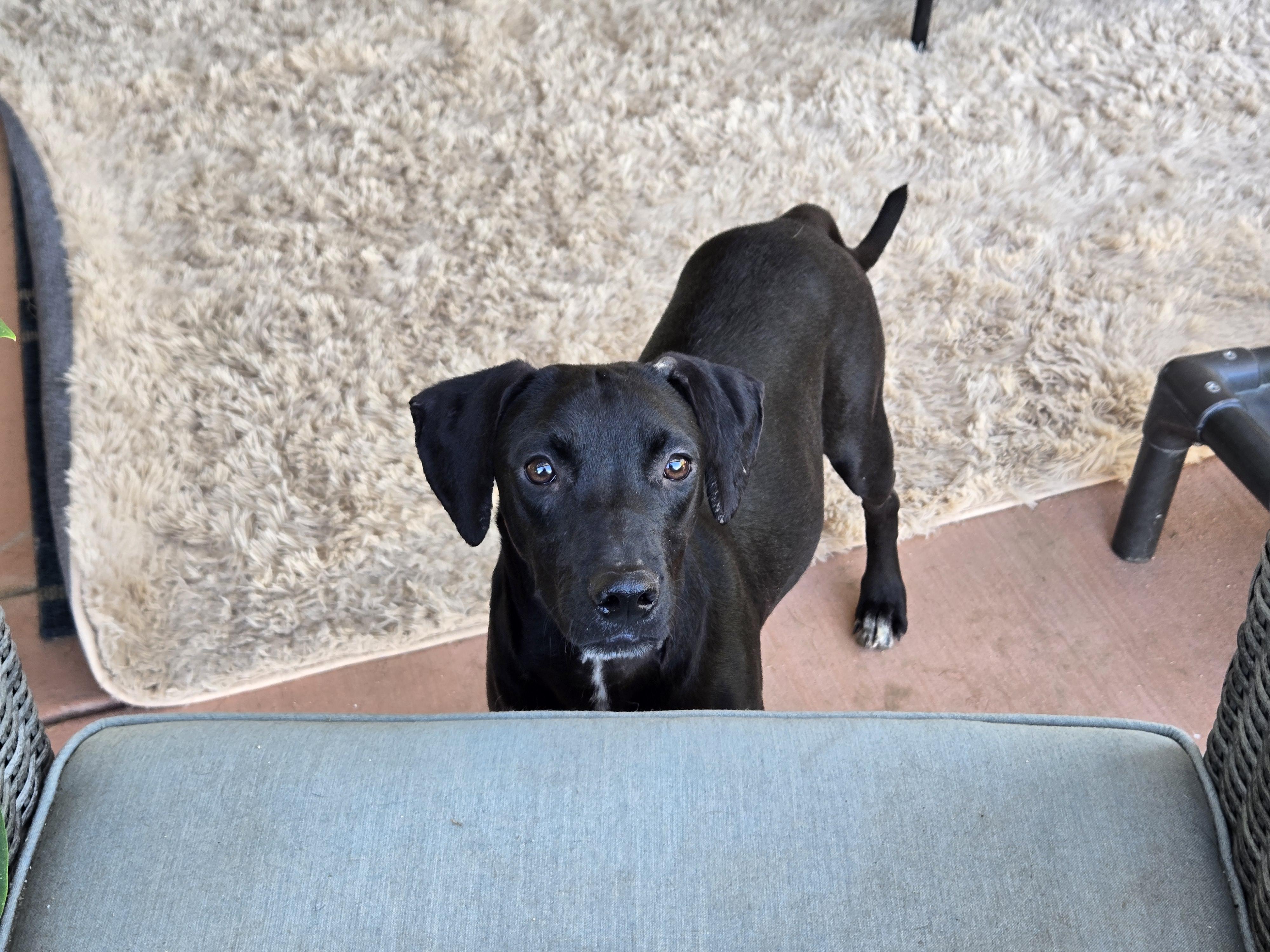 Enlarge Cash, a Adoptable mixed breed in Oceanside, CA image 3/6