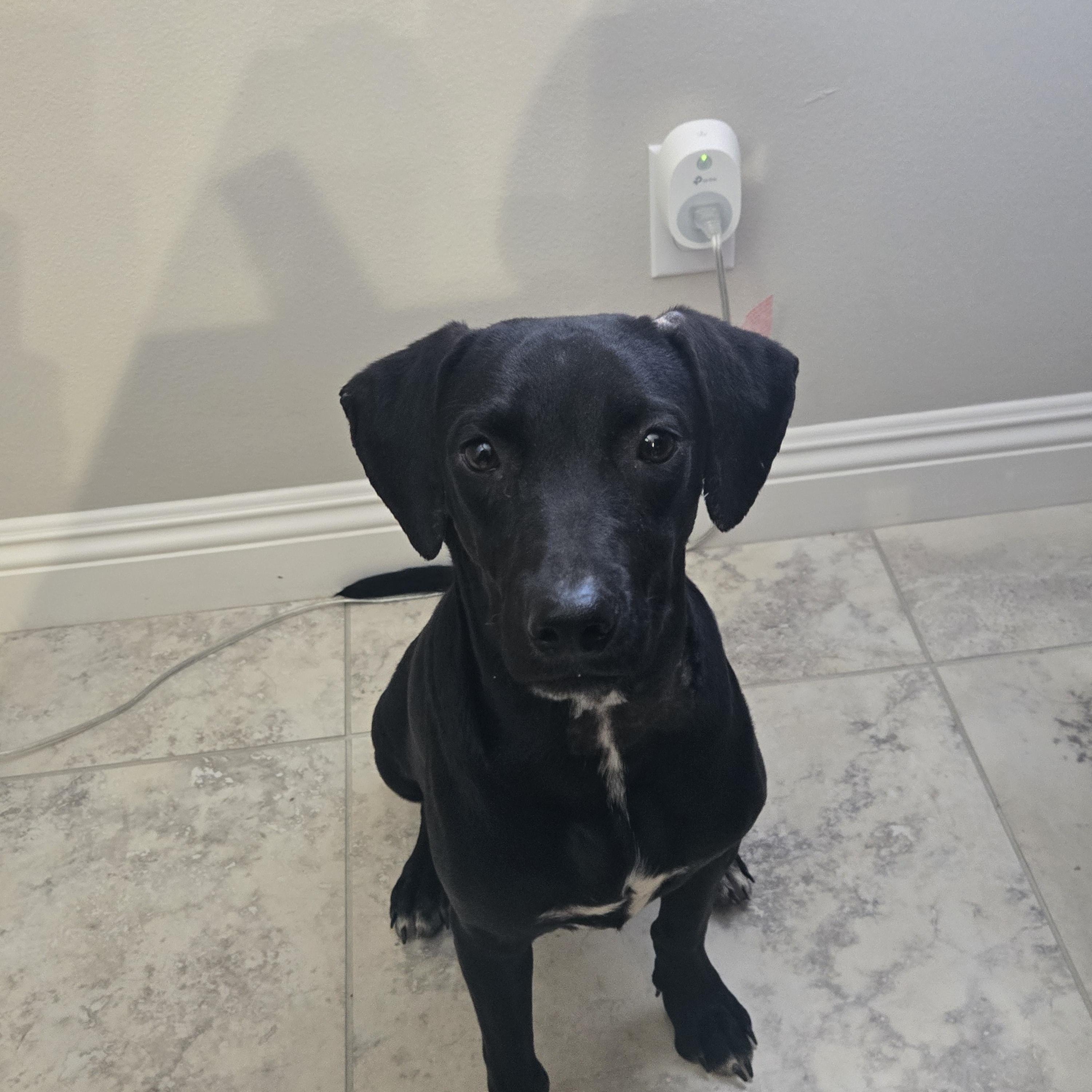 Enlarge Cash, a Adoptable mixed breed in Oceanside, CA image 6/6