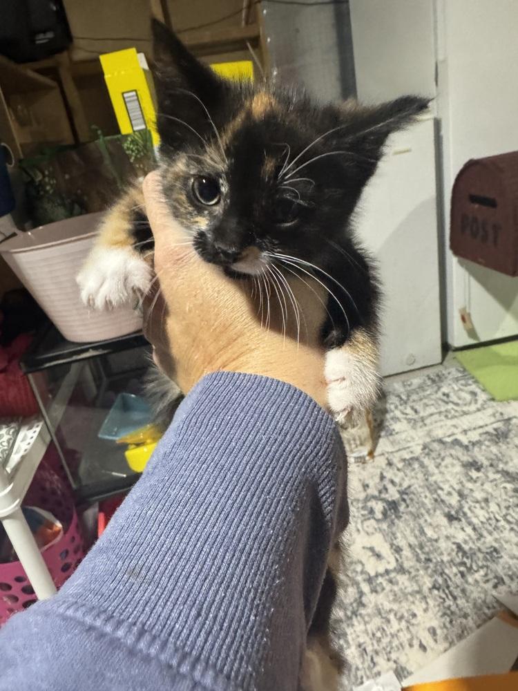 Enlarge Farrah Fawcett, a Adoptable mixed breed in Dorr, MI image 1/6