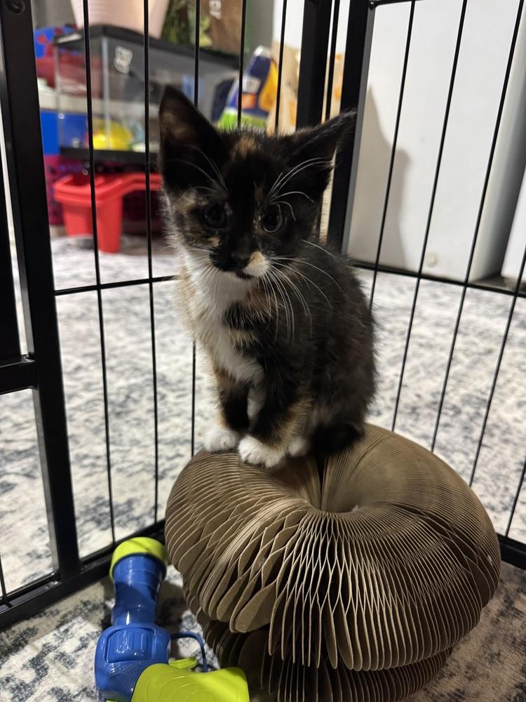 Enlarge Farrah Fawcett, a Adoptable mixed breed in Dorr, MI image 2/6