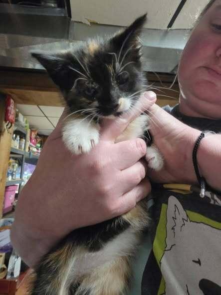 Enlarge Farrah Fawcett, a Adoptable mixed breed in Dorr, MI image 4/6