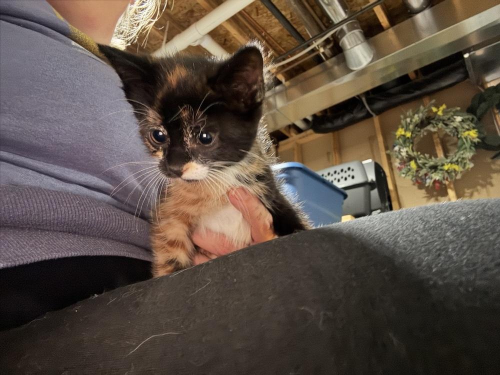Enlarge Farrah Fawcett, a Adoptable mixed breed in Dorr, MI image 5/6