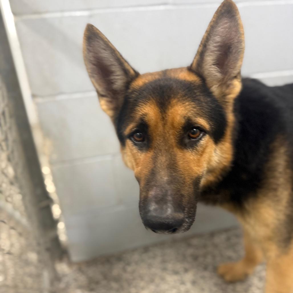 Quinn, Adoptable, Adult Male German Shepherd Dog.