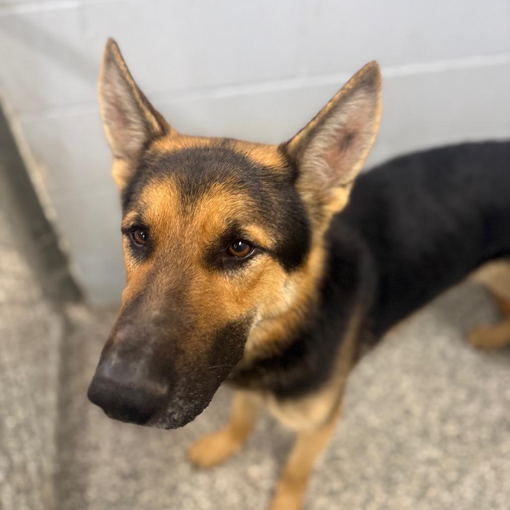 Quinn, a Adoptable German Shepherd Dog in Collinsville , OK image 2/5