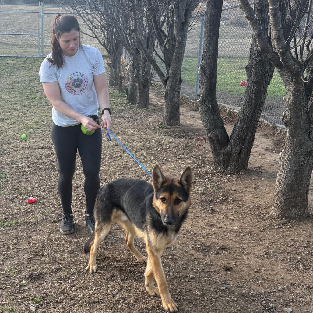 Quinn, a Adoptable German Shepherd Dog in Collinsville , OK image 3/5
