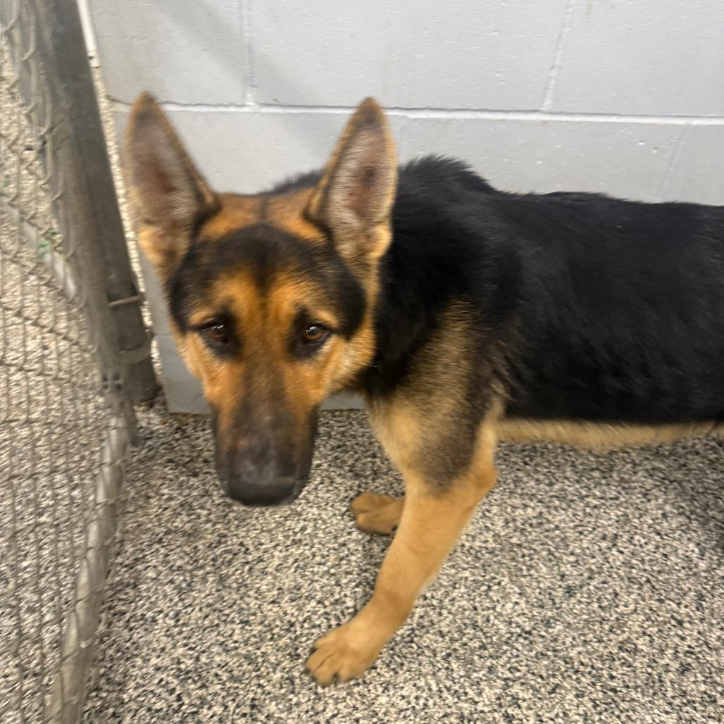 Quinn, a Adoptable German Shepherd Dog in Collinsville , OK image 4/5