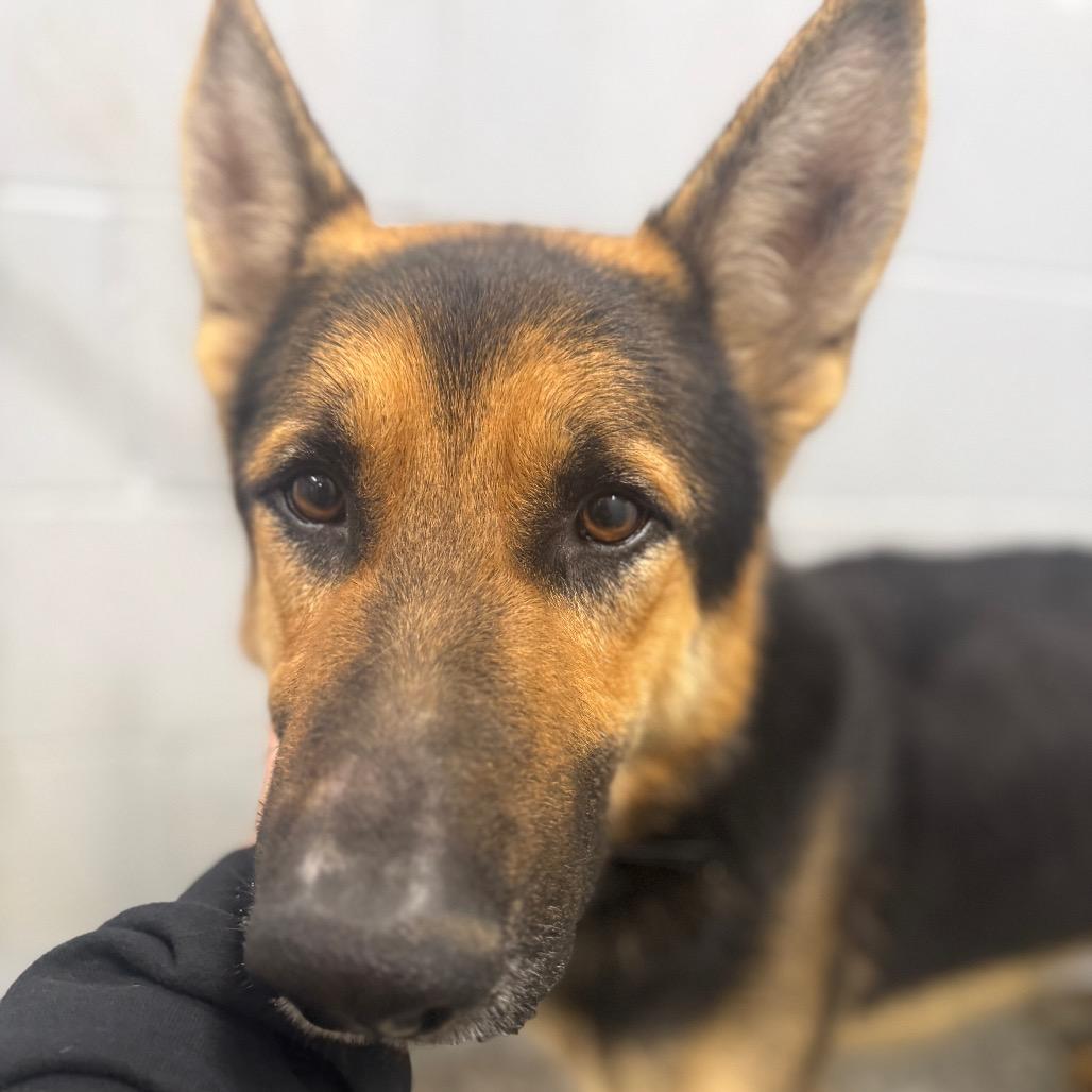 Quinn, a Adoptable German Shepherd Dog in Collinsville , OK image 5/5