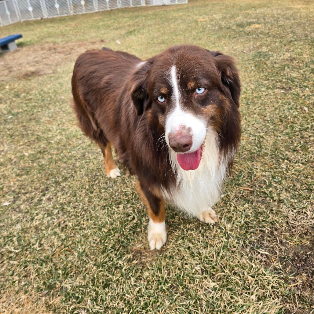 River, Adoptable, Adult Male Australian Shepherd.