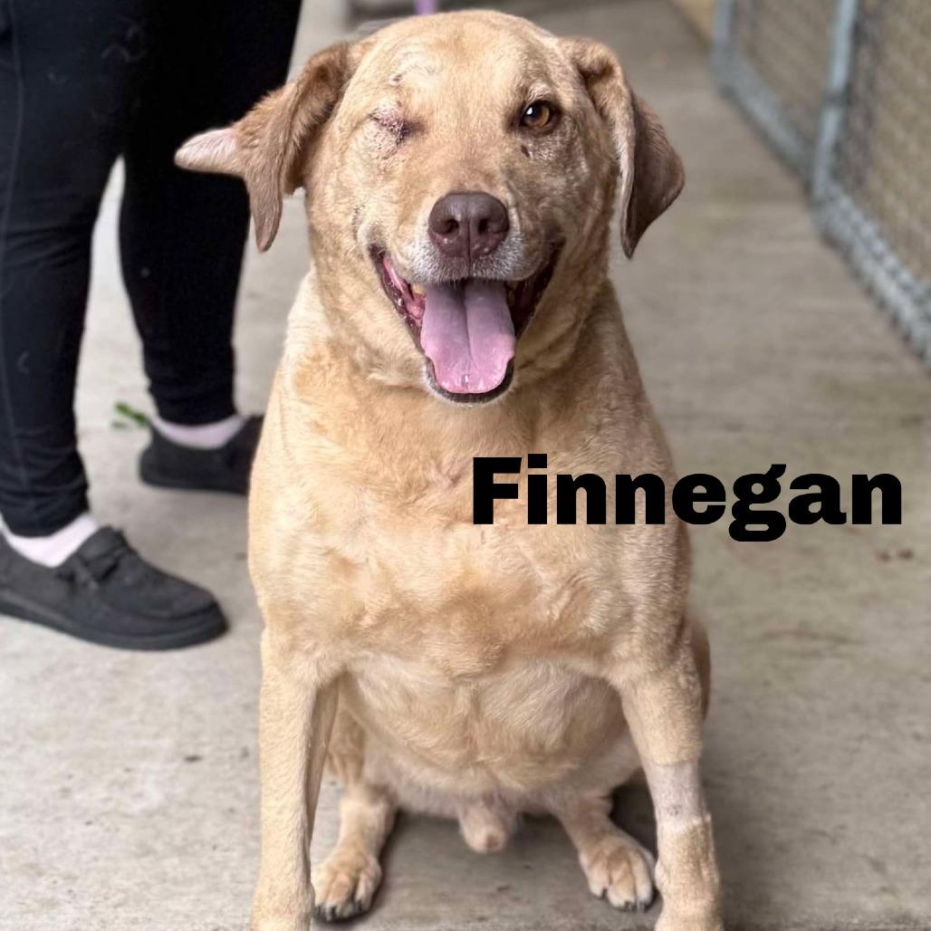 Enlarge Finnegan 260011, a Adoptable Mixed Breed in Escanaba, MI image 1/1