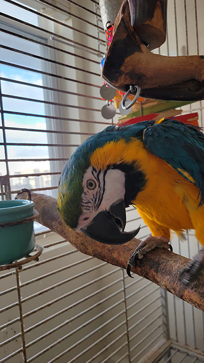 Taco, a Adoptable Macaw in North Babylon, NY image 1/4